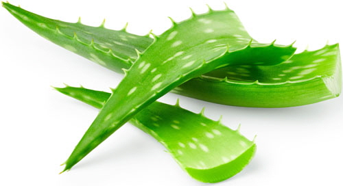 Aloe-c-500w